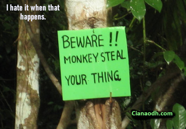 Beware! Monkey steal your thing!